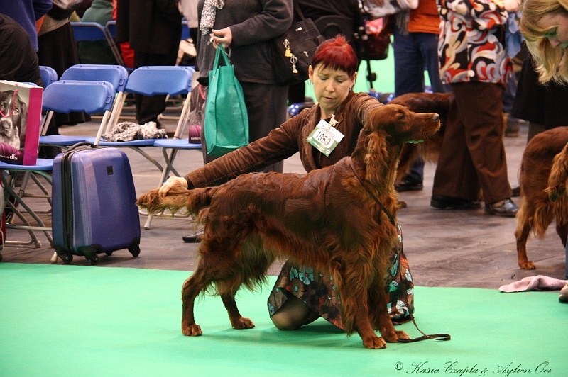 Crufts2011 454.jpg